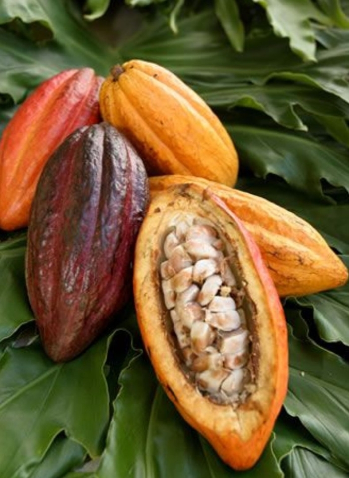 Какао бобы дерево
