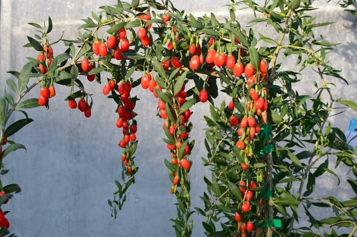 Дереза китайская годжи