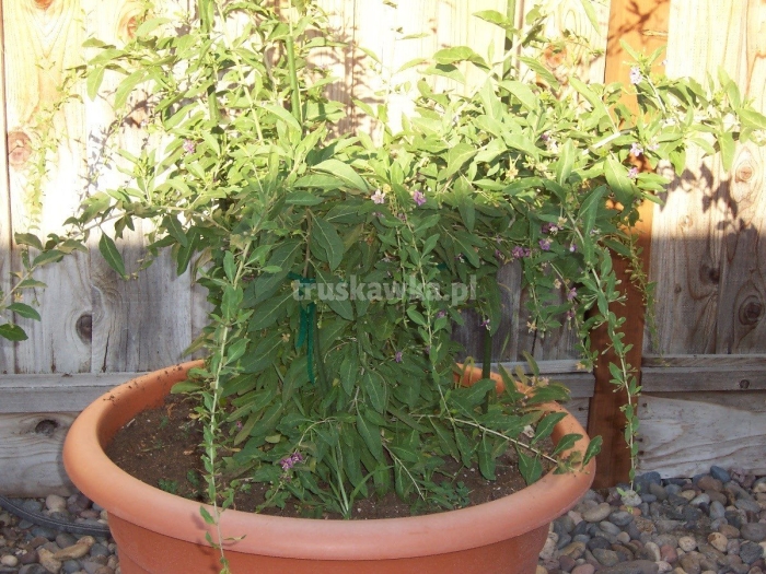 Годжи кустарник