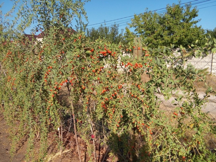 Дереза кустарник годжи