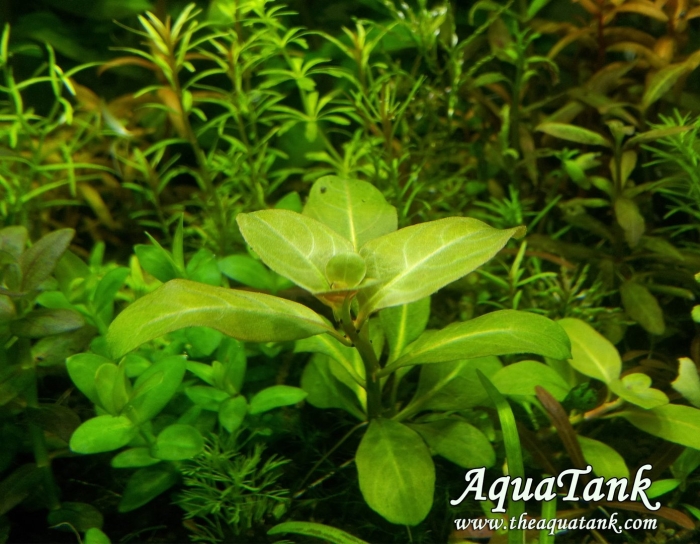 Людвигия аркуата аквариумное растение