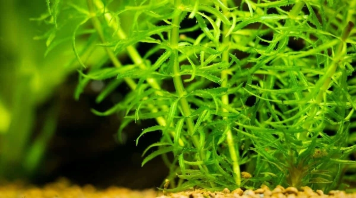 Наяда наяс аквариумное растение