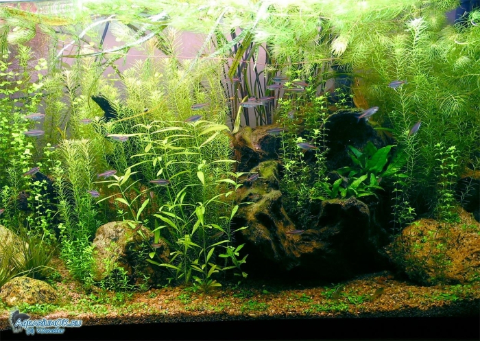 Длинностебелька для аквариума