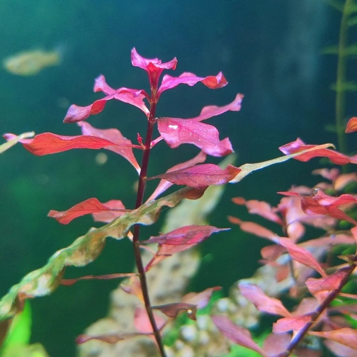 Альтернатера рейнека розовая