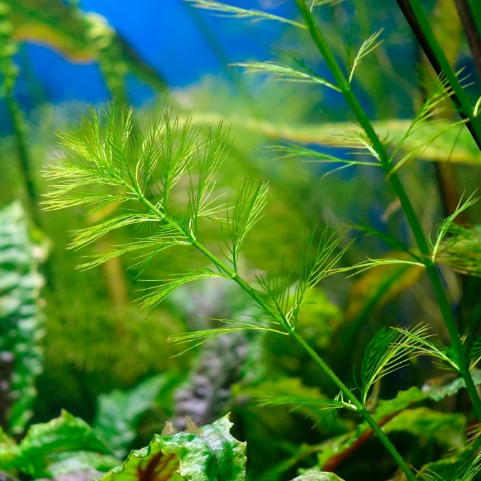 Перистолистник рорайма