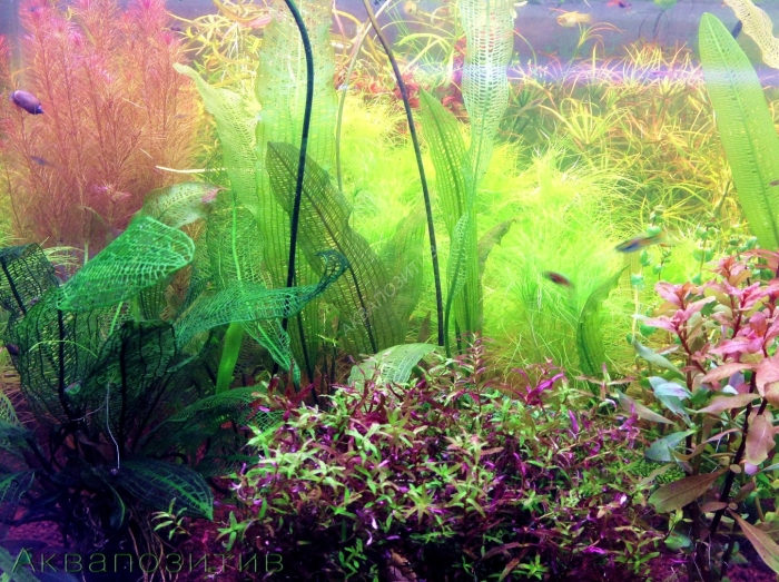 Растение аквариумное