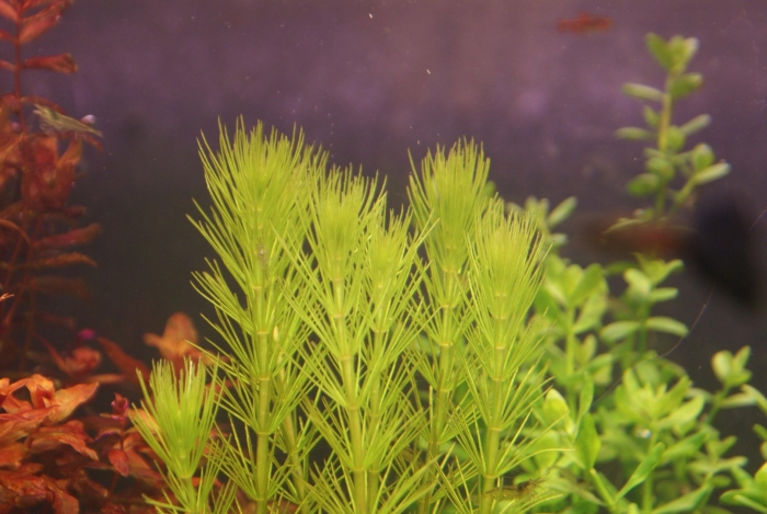 Хоттония палюстрис аквариумное растение
