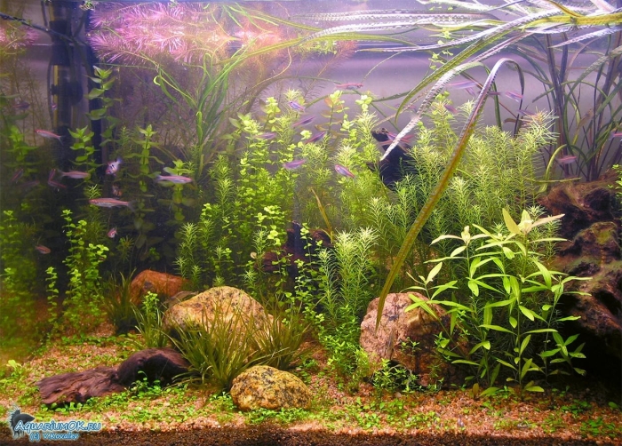 Длинностебелька для аквариума