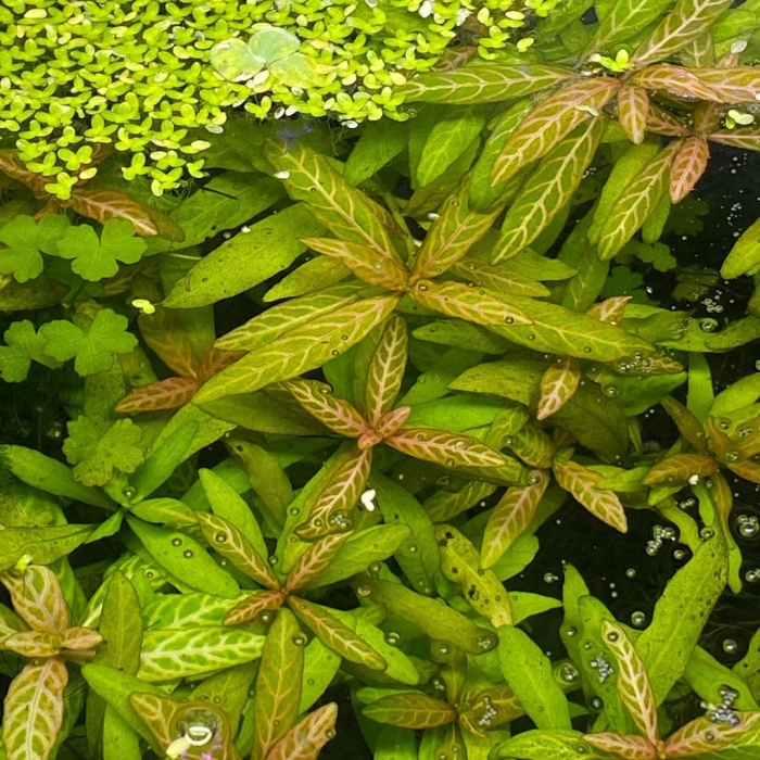 Гигрофила многосеменная мраморная