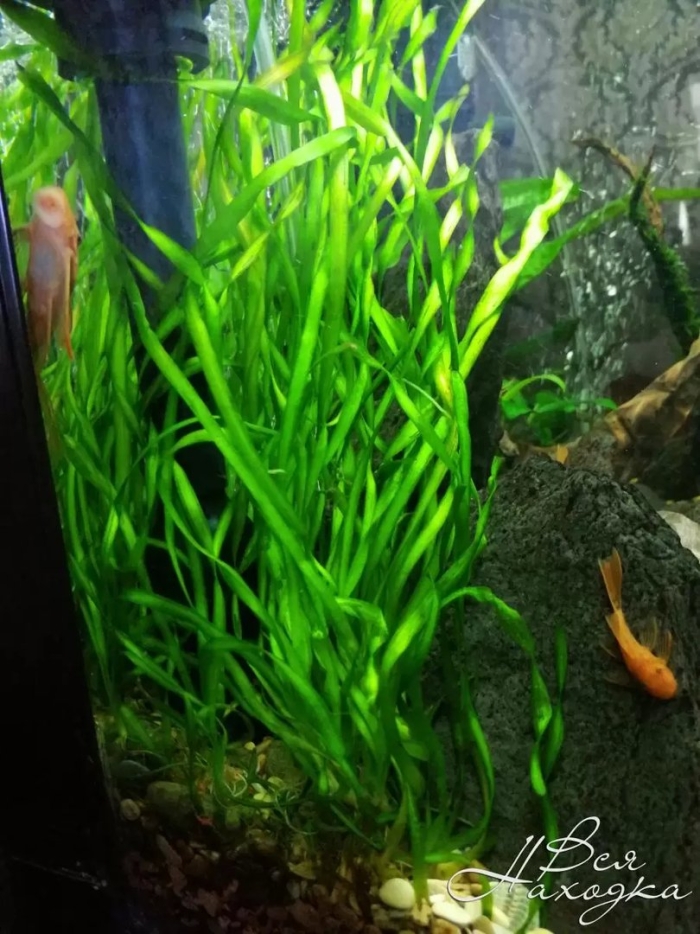 Валлиснерия спиральная аквариумное