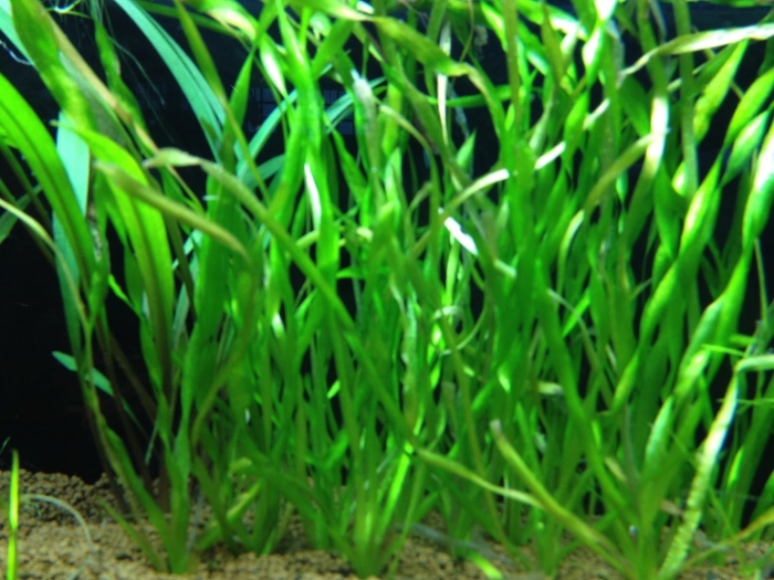 Валлиснерия спиралевидная