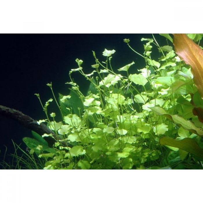 Кардамин аквариумное растение