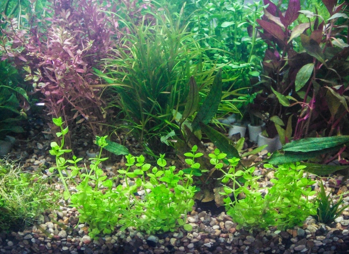 Бакопа австралийская аквариумное