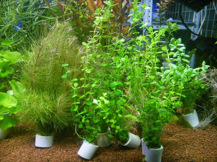 Линдерния круглолистная