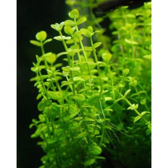 Линдерния круглолистная