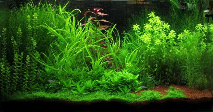 Аквариумное растение