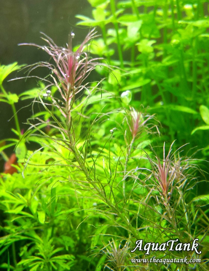 Аквариумное растение