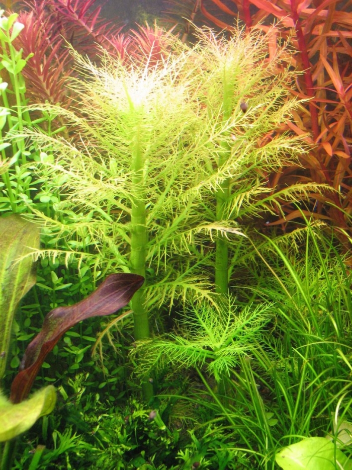 Лимнофила амбулия водная