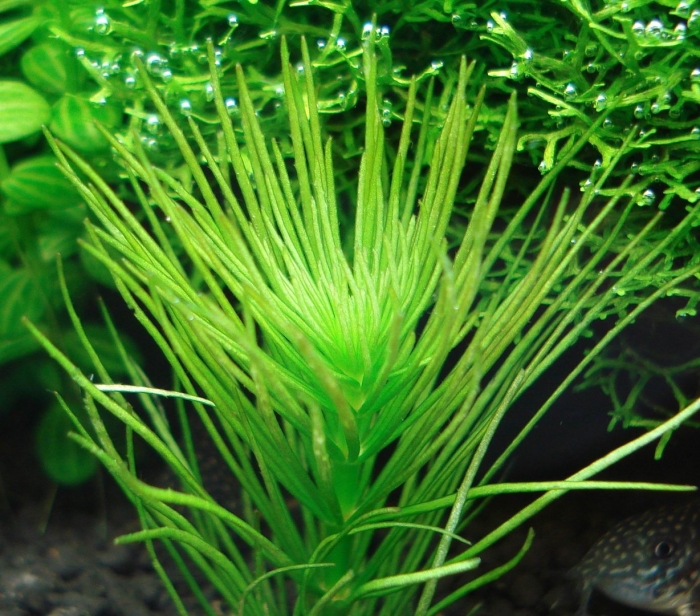 Гидротрихе аквариумный