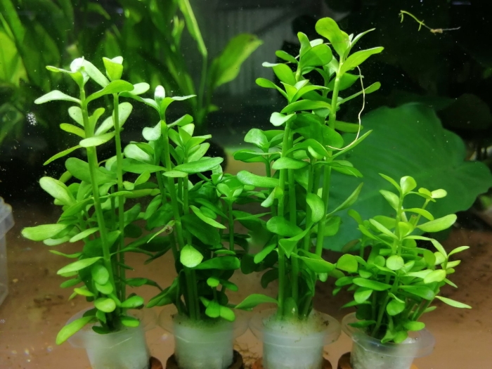 Хедиотис зальцмана