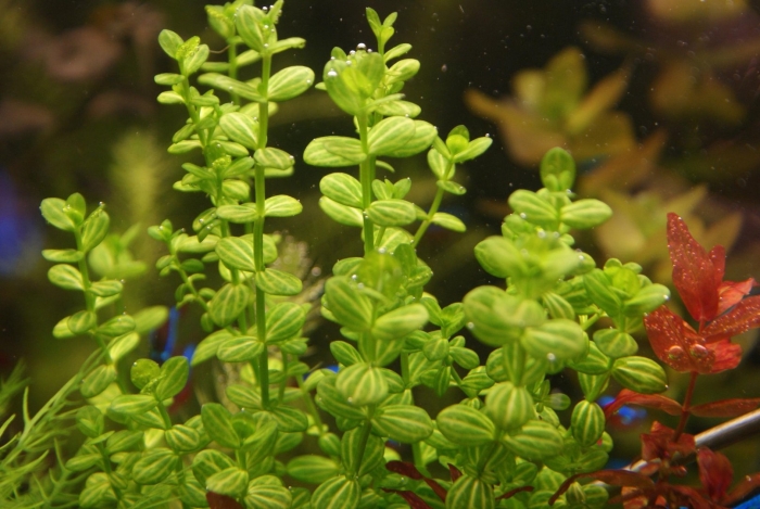 Линдерния круглолистная