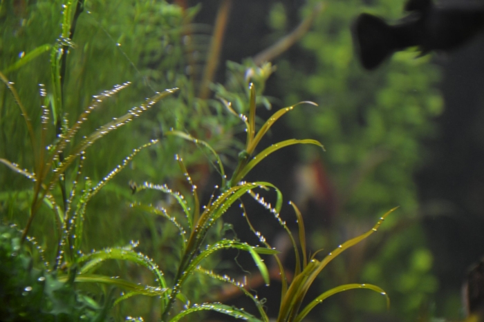 Людвигия болотная узколистная