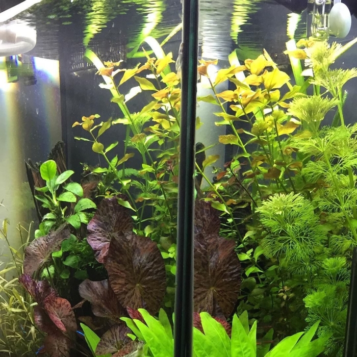 Людвигия болотная