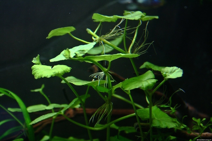 Щитолистник белоголовый аквариумное растение