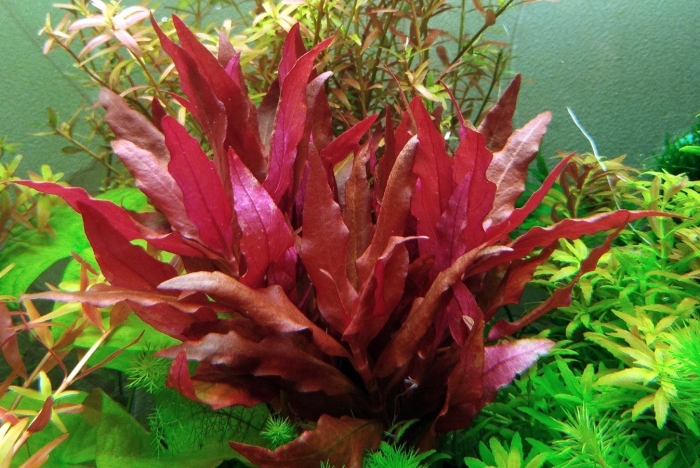 Альтернантера рейнеке