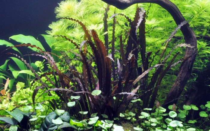 Апоногетон криспус