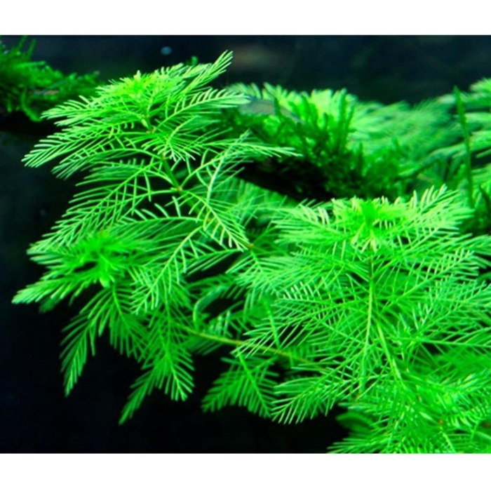 Перистолистник матогросский