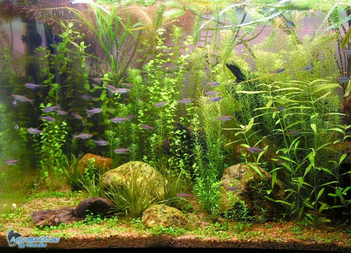 Длинностебельные аквариумные растения