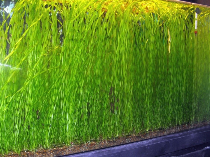 Валлиснерия аквариумное растение