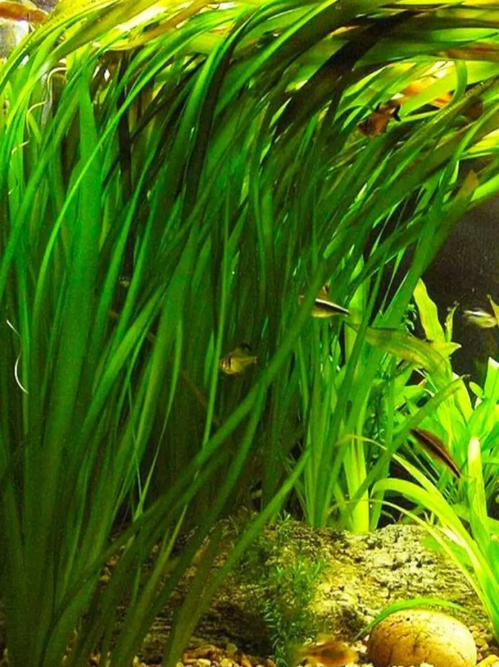 Валлиснерия гигантская аквариумное растение