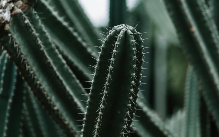 Колючий кактус