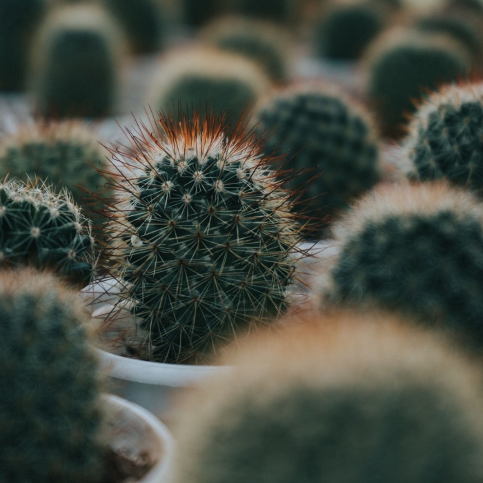 Опунция кактус