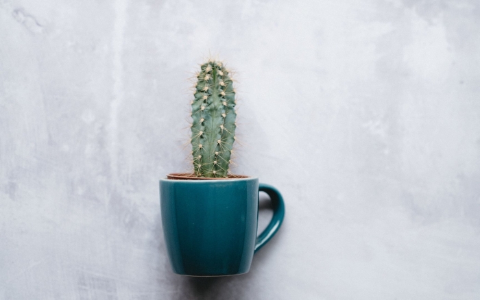 Кактус минимализм