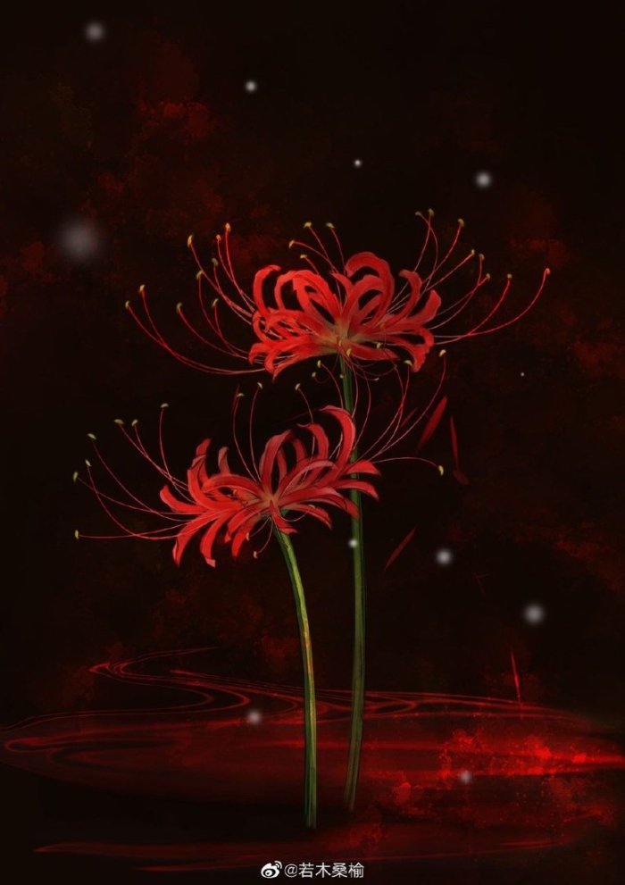 Цветок паучья лилия