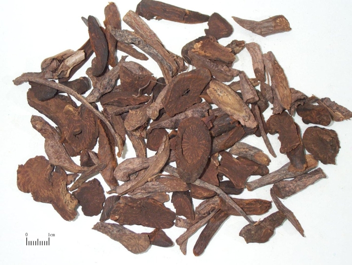 Корневища и корни кровохлебки