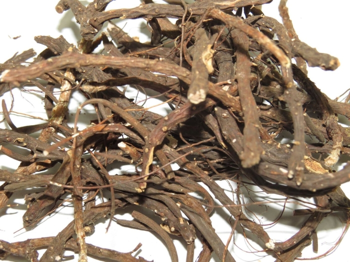 Лапчатка белая корень