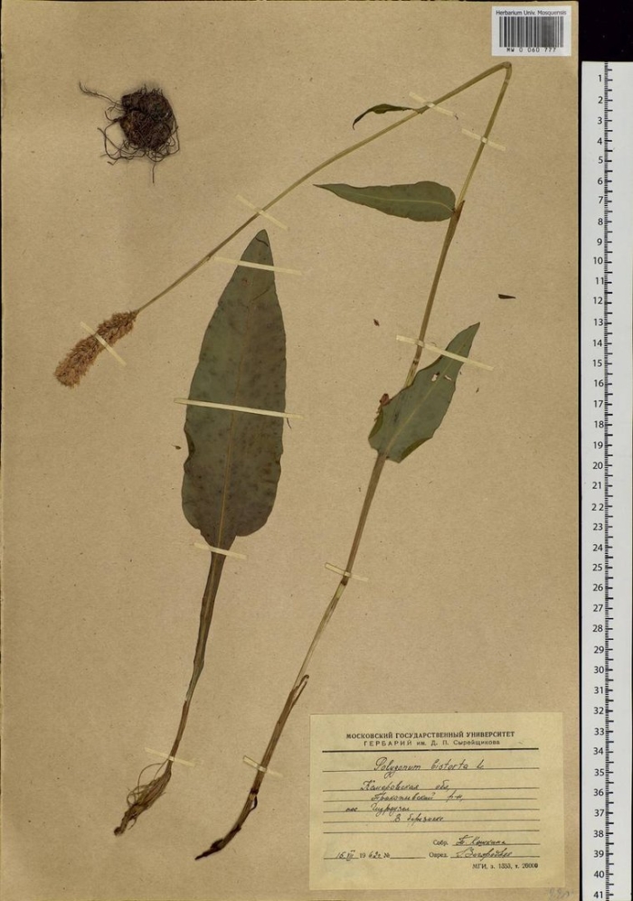 Змеевик большой гербарий