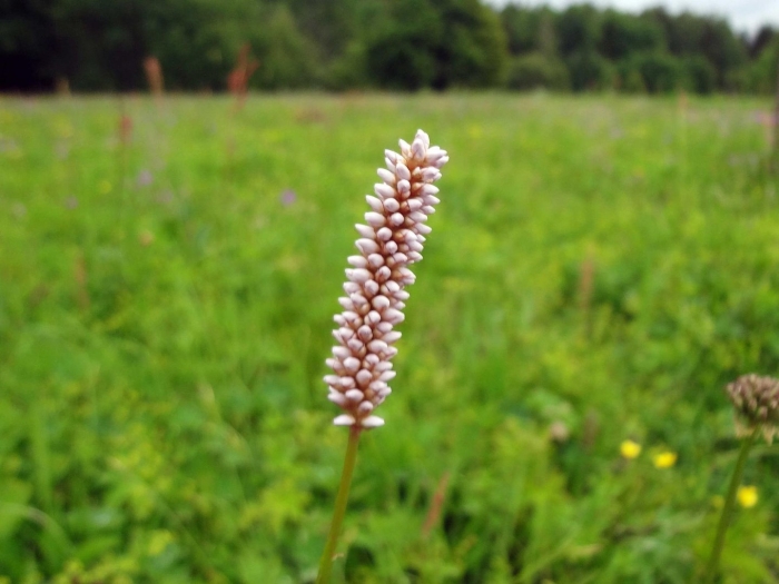 Змеевик большой (горец змеиный)