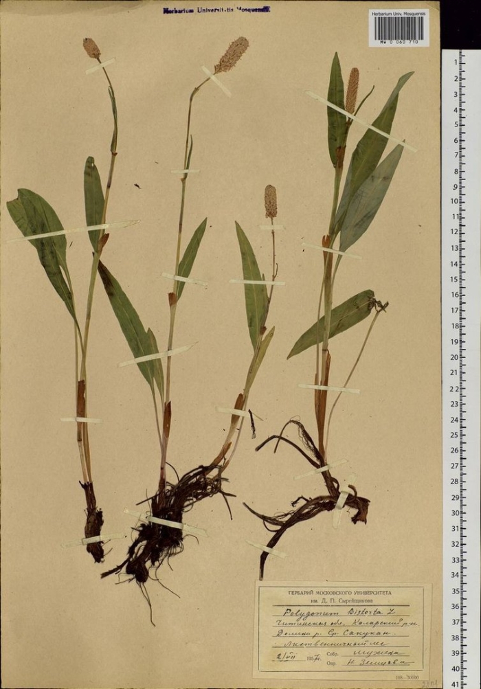 Корневища змеевика