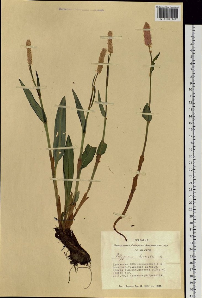 Bistorta major гербарий