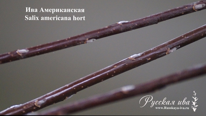 Ива сорт американка