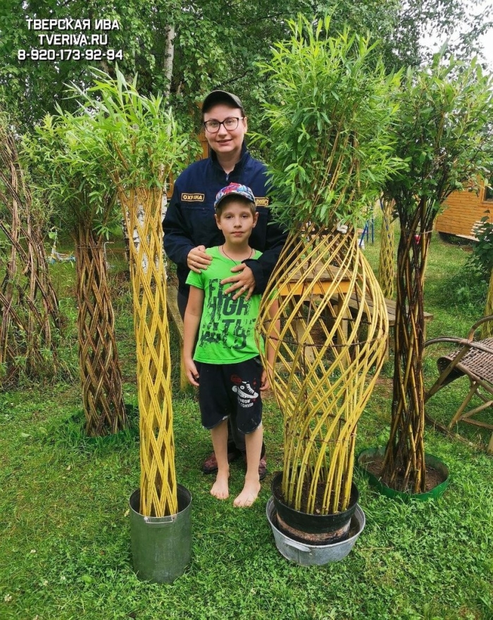 Ива плетеная датские корни