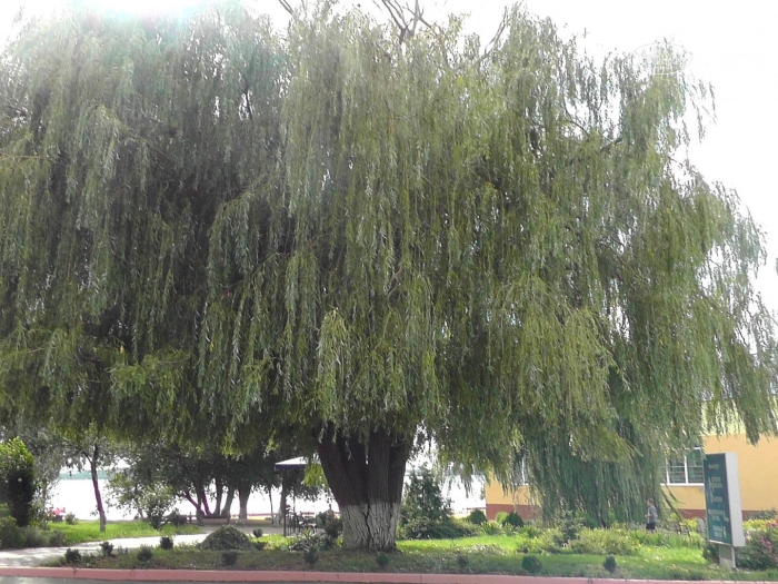 Ива белая плакучая