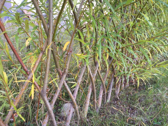 Ива для плетения