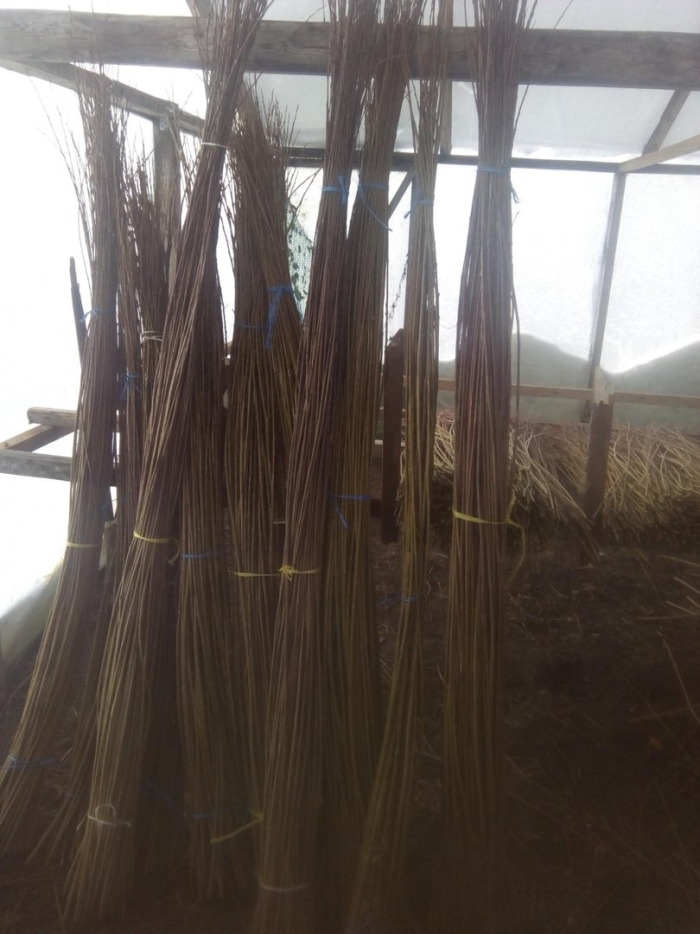 Ива для плетения