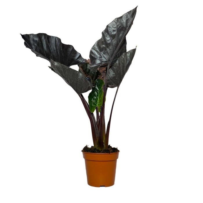 Алоказия анторо